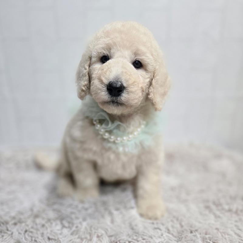 販売中の石川県のスタンダードプードル-435860の7枚目