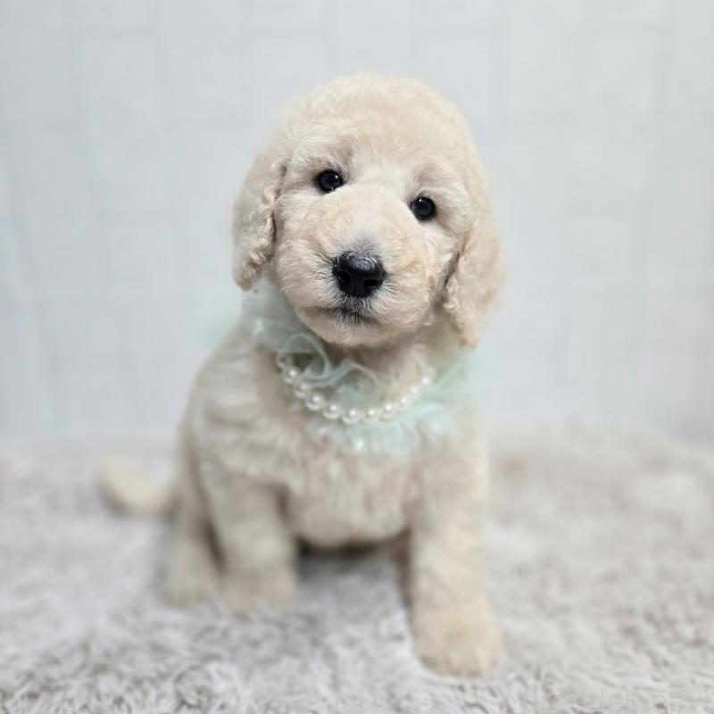 販売中の石川県のスタンダードプードル-435860の6枚目