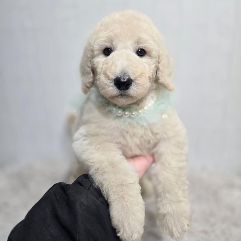 販売中の石川県のスタンダードプードル-435860の5枚目