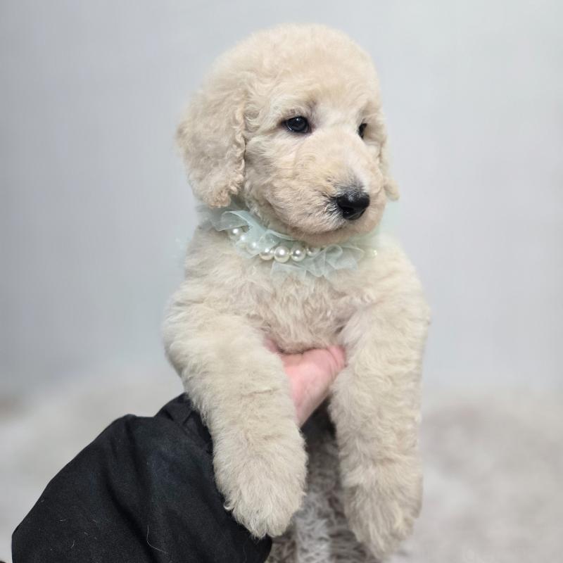 販売中の石川県のスタンダードプードル-435860の4枚目