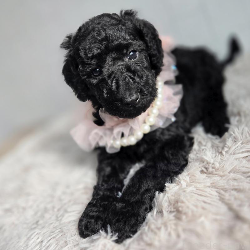 販売中の石川県のスタンダードプードル-435862の1枚目