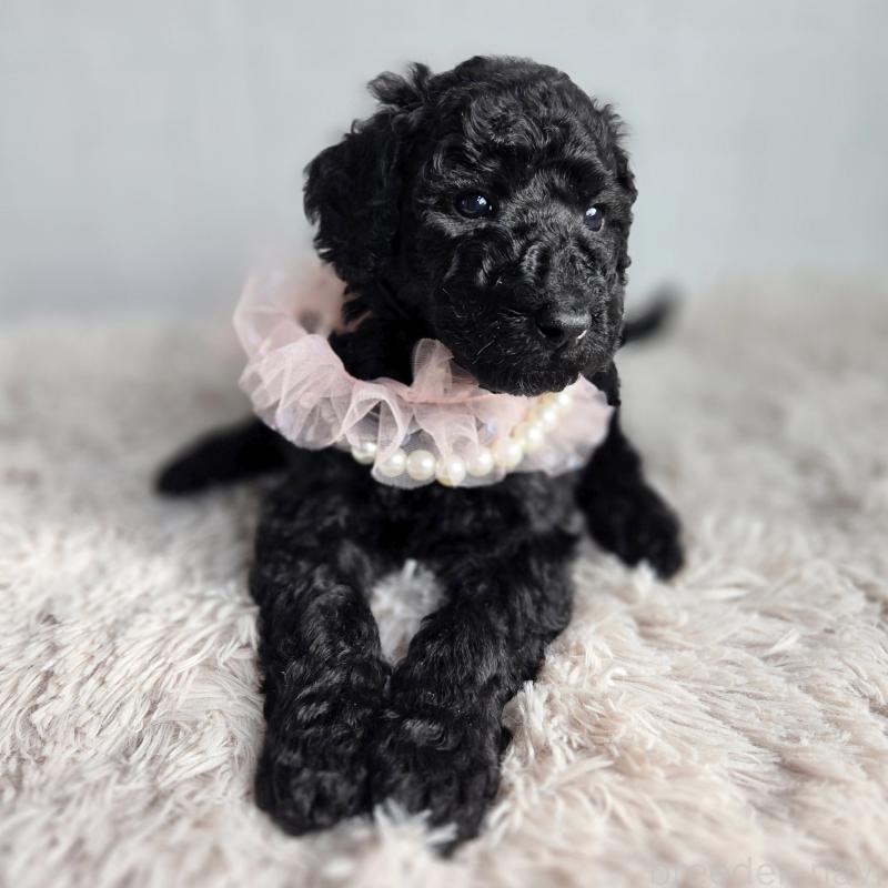 販売中の石川県のスタンダードプードル-435862の4枚目