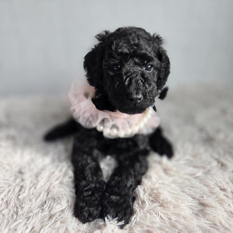 販売中の石川県のスタンダードプードル-435862の3枚目