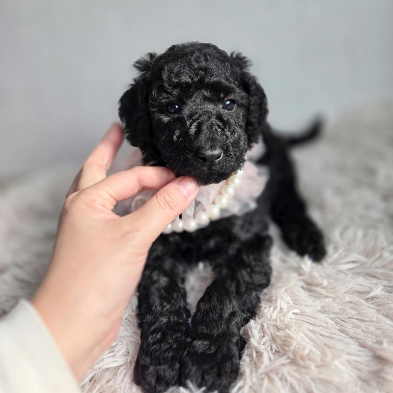 販売中の石川県のスタンダードプードル-435862の2枚目