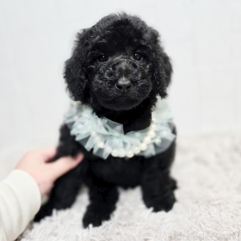 販売中の石川県のスタンダードプードル-435863の1枚目