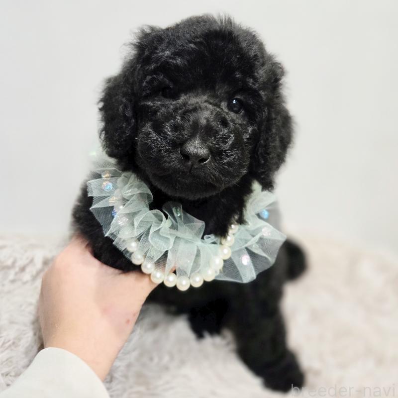 販売中の石川県のスタンダードプードル-435863の5枚目