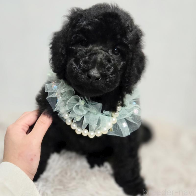 販売中の石川県のスタンダードプードル-435863の4枚目