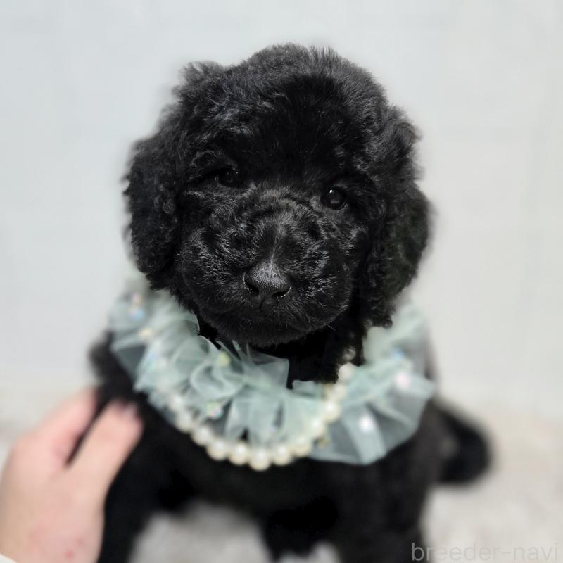 販売中の石川県のスタンダードプードル-435863の3枚目