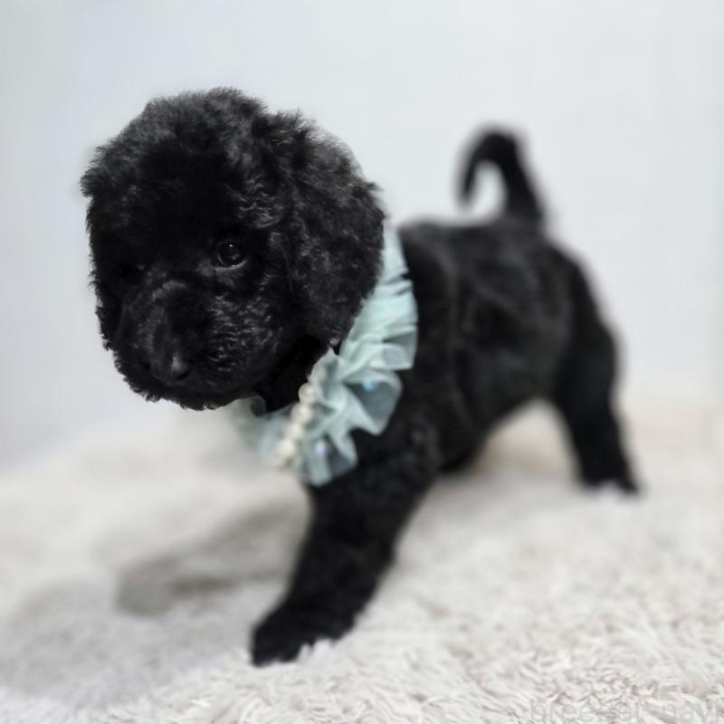 販売中の石川県のスタンダードプードル-435863の2枚目