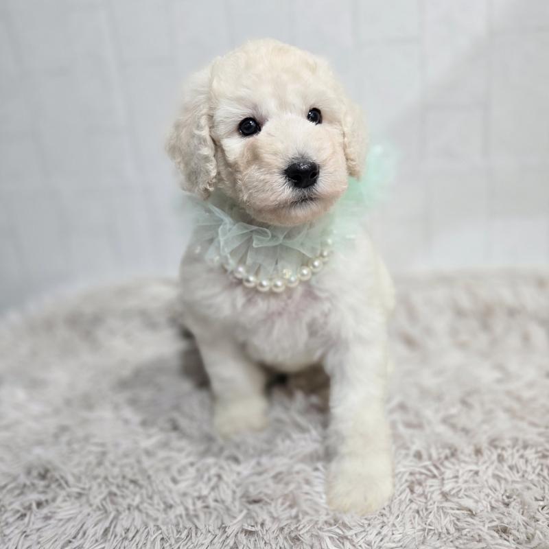 販売中の石川県のスタンダードプードル-435864