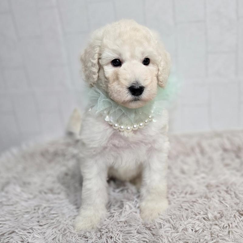 販売中の石川県のスタンダードプードル-435864の5枚目