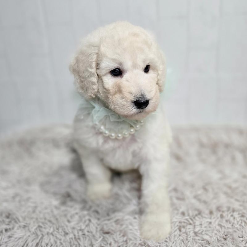 販売中の石川県のスタンダードプードル-435864の4枚目