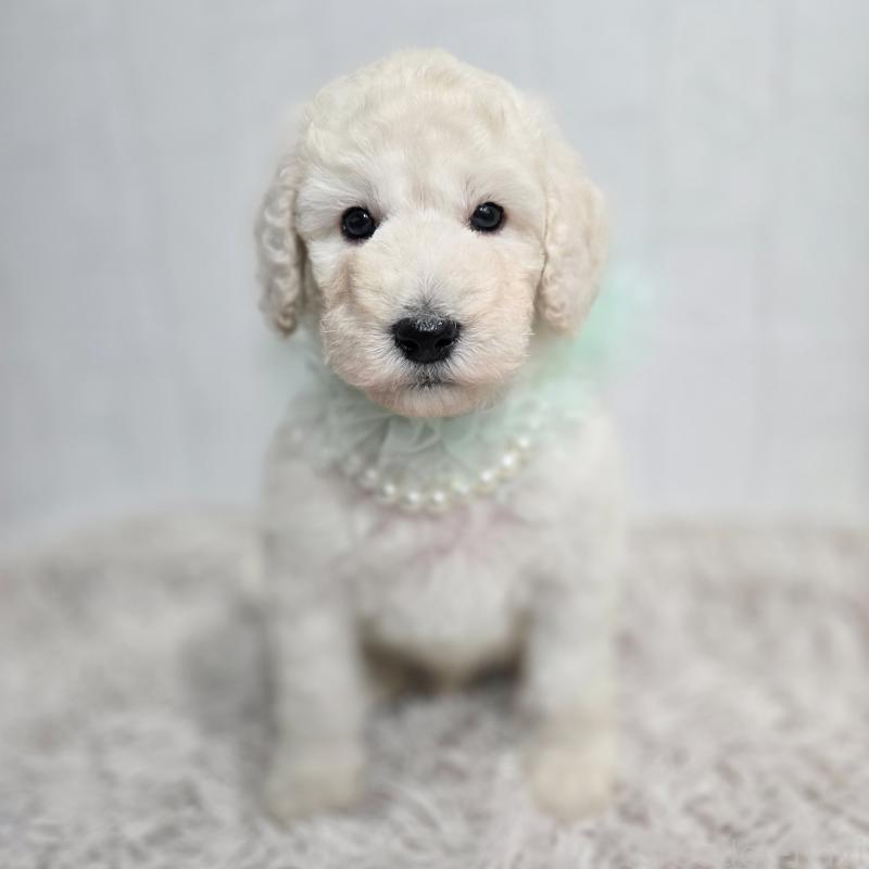 販売中の石川県のスタンダードプードル-435864の3枚目