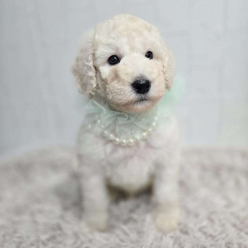 販売中の石川県のスタンダードプードル-435864の2枚目