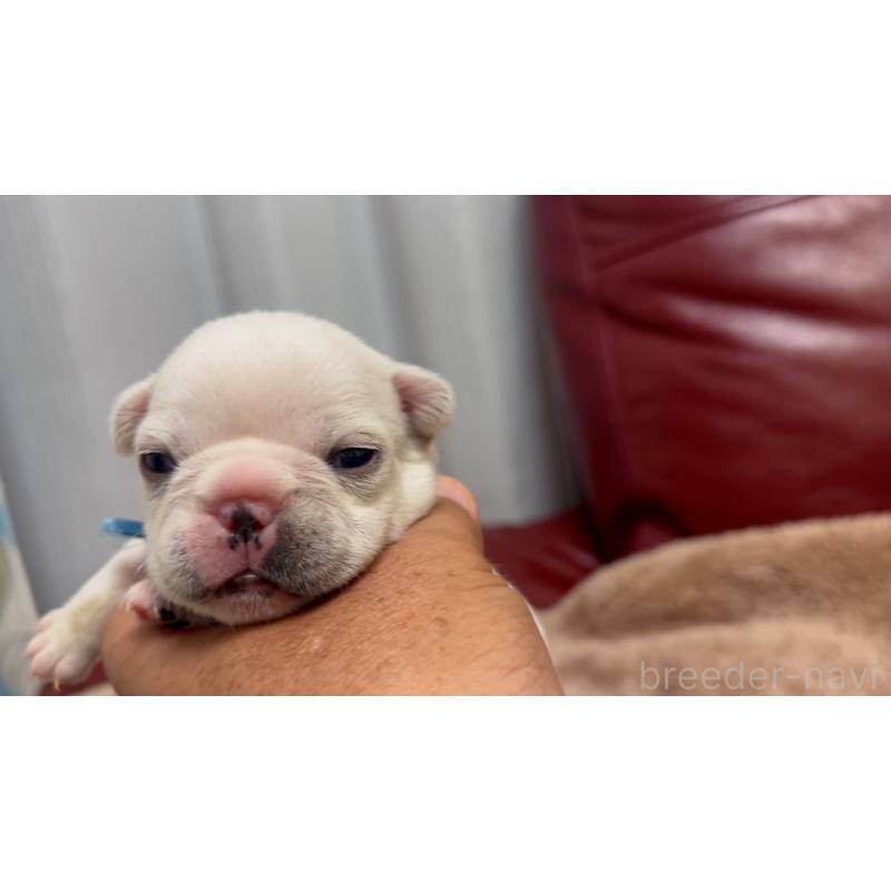 販売中の岡山県のフレンチブルドッグ-434752の19枚目