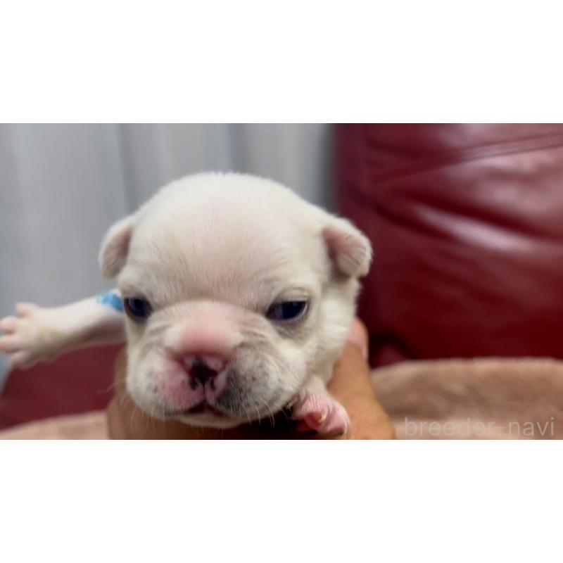 販売中の岡山県のフレンチブルドッグ-434752の18枚目
