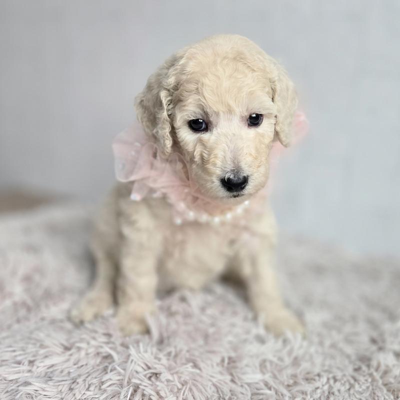 販売中の石川県のスタンダードプードル-435865の5枚目