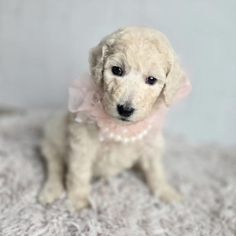 販売中の石川県のスタンダードプードル-435865の4枚目