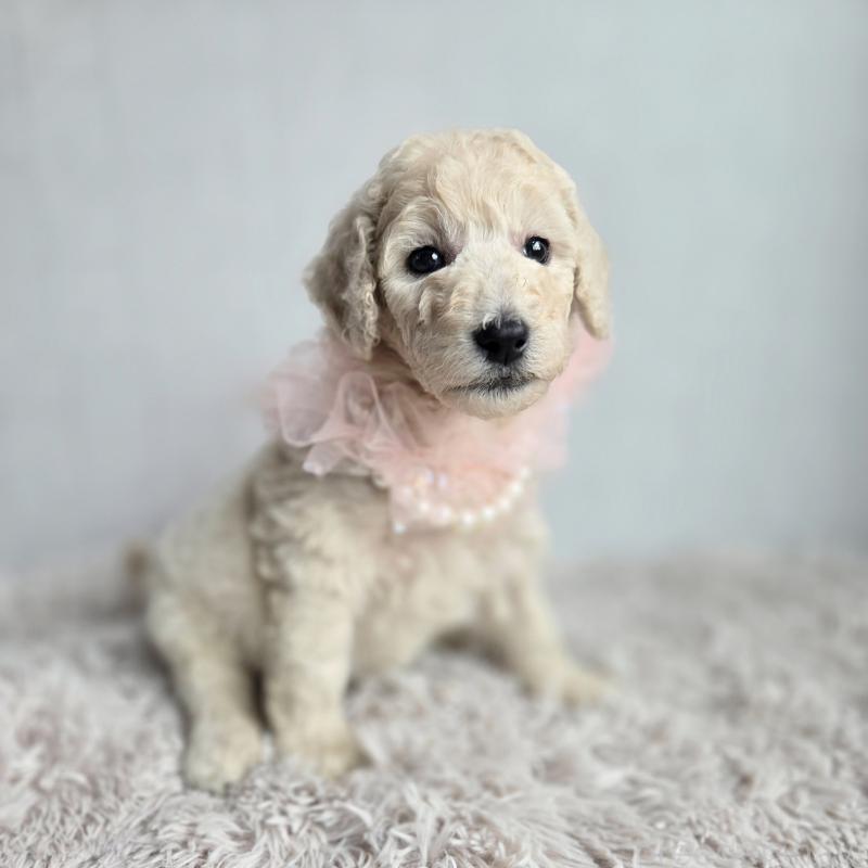 販売中の石川県のスタンダードプードル-435865の3枚目