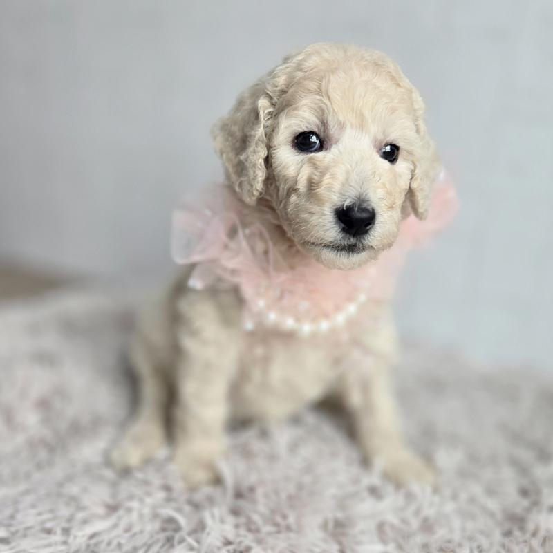 販売中の石川県のスタンダードプードル-435865の2枚目