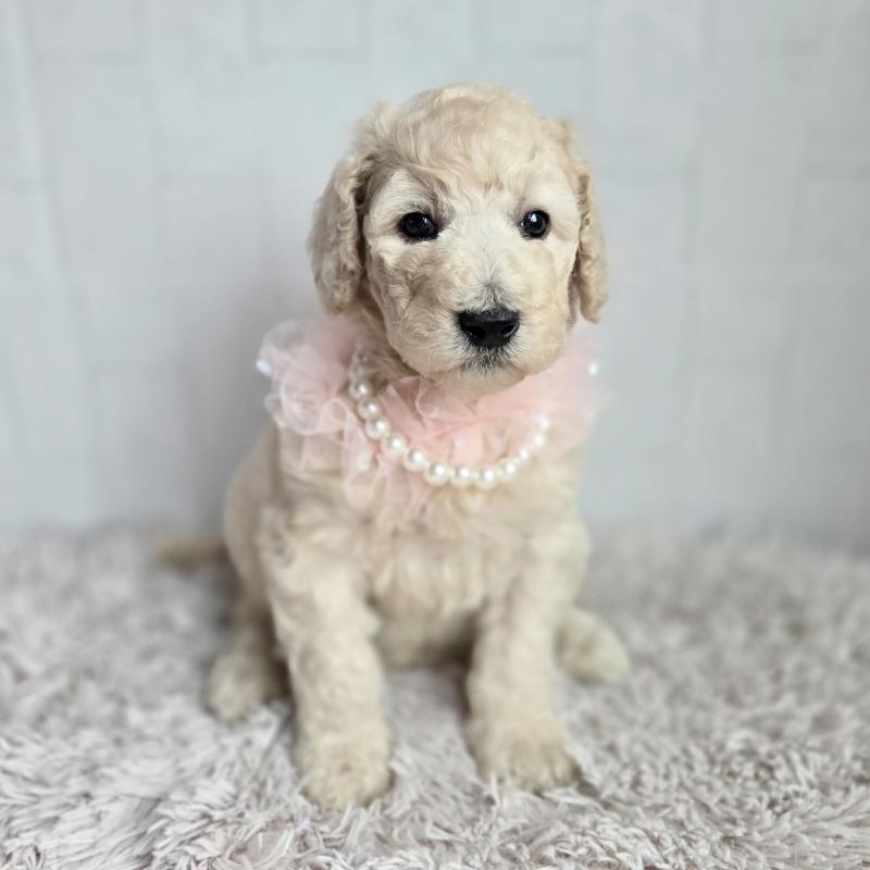 販売中の石川県のスタンダードプードル-435866