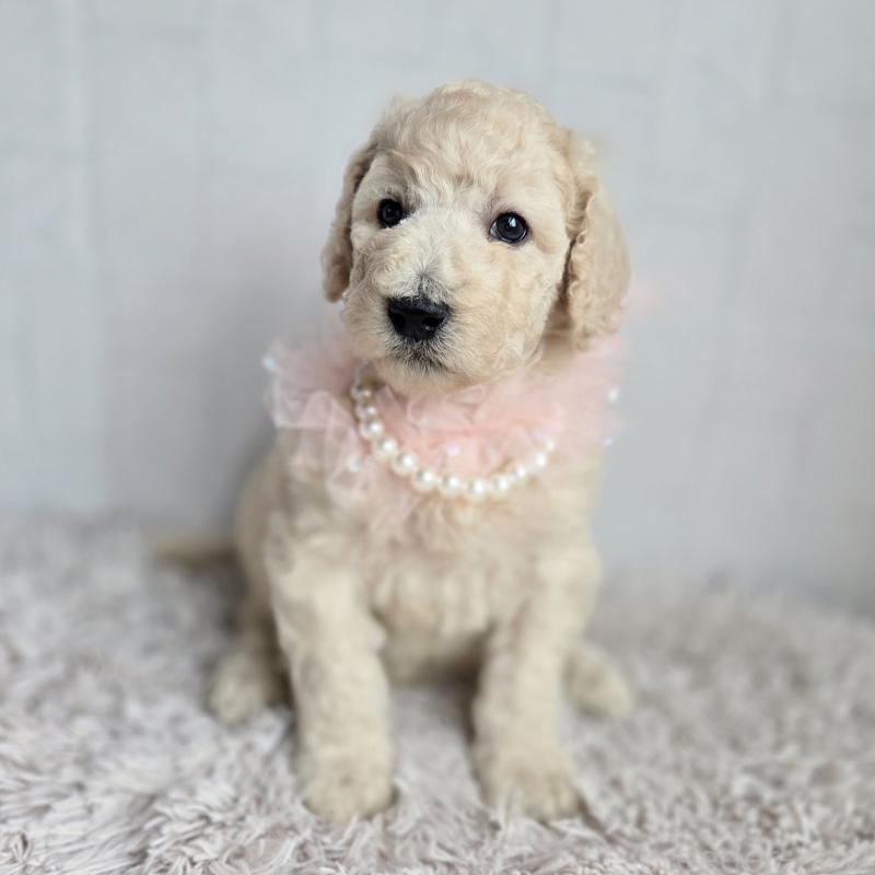 販売中の石川県のスタンダードプードル-435866の6枚目