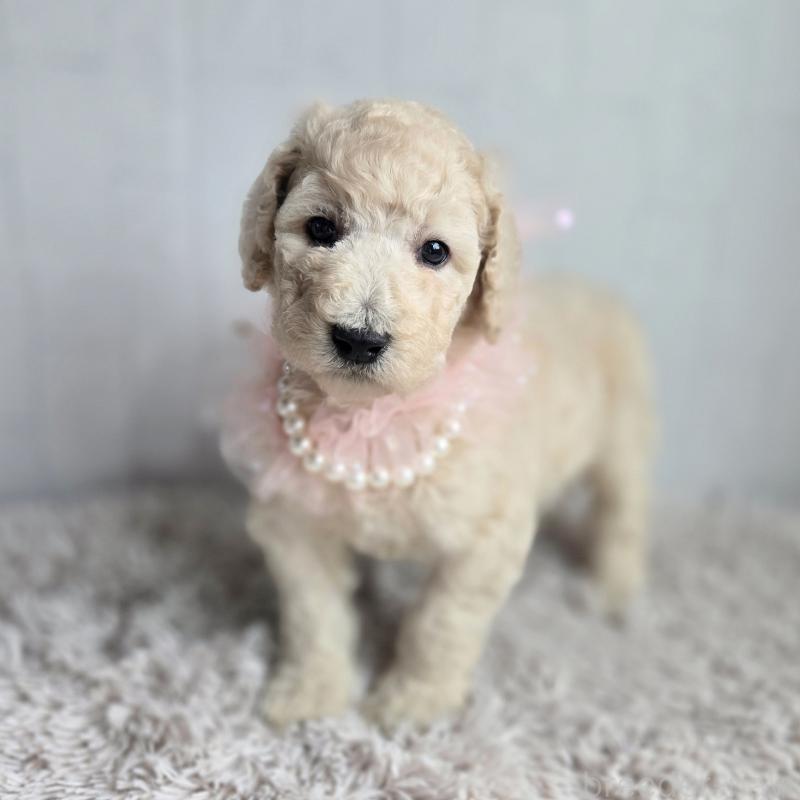 販売中の石川県のスタンダードプードル-435866の5枚目