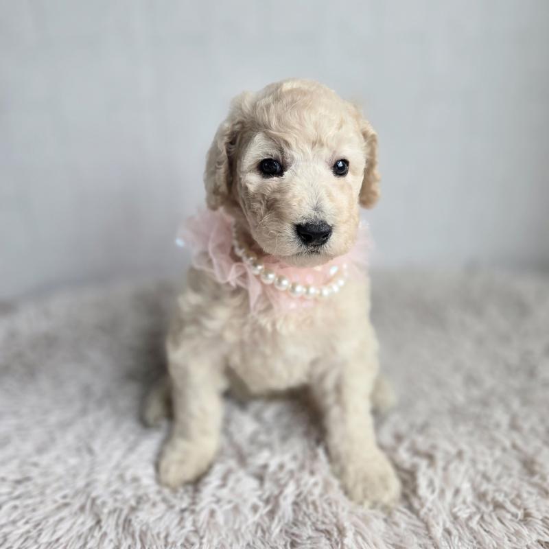 販売中の石川県のスタンダードプードル-435866の4枚目