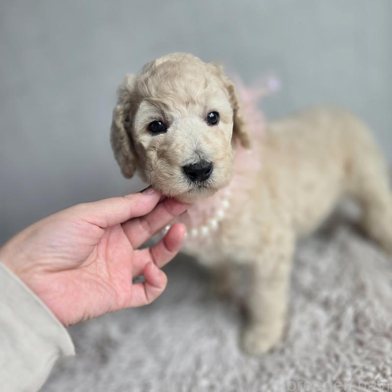 販売中の石川県のスタンダードプードル-435866の2枚目