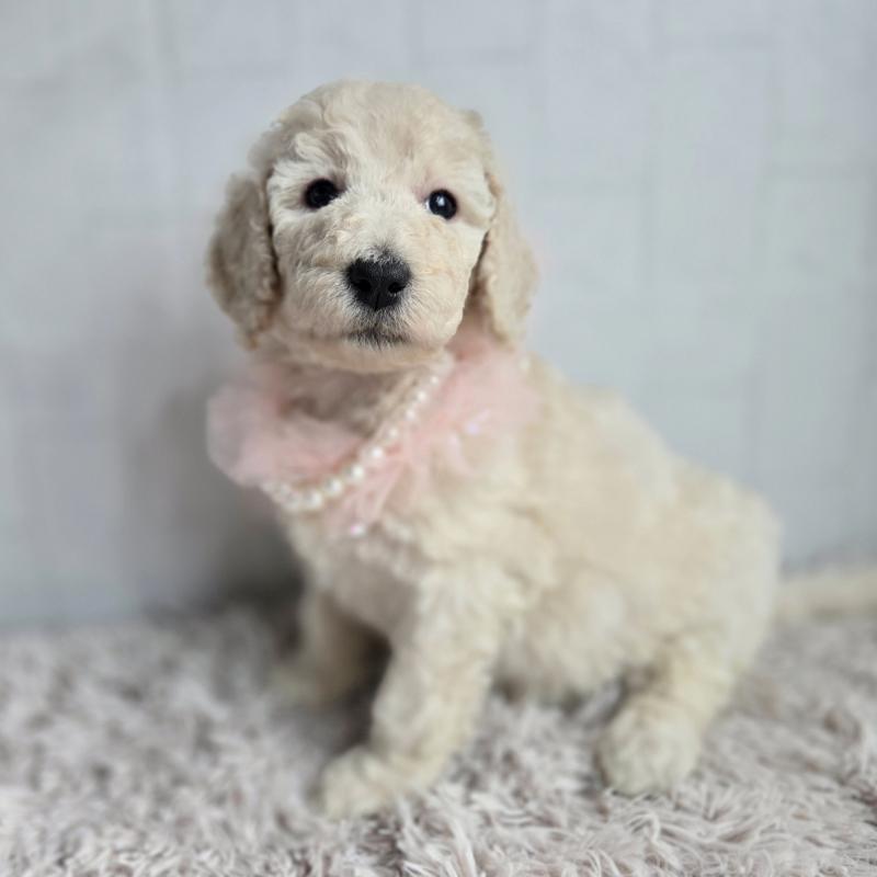 販売中の石川県のスタンダードプードル-435867の6枚目