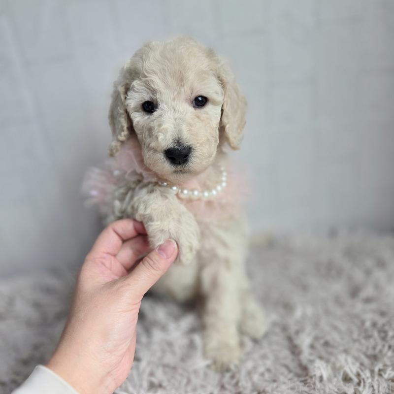 販売中の石川県のスタンダードプードル-435867の5枚目