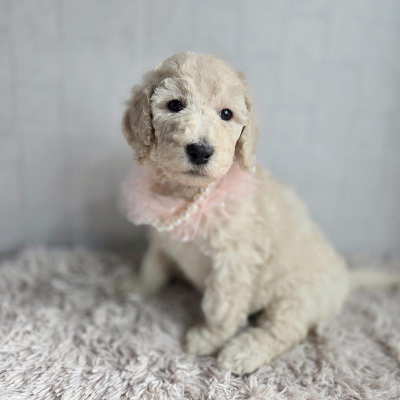 販売中の石川県のスタンダードプードル-435867の4枚目