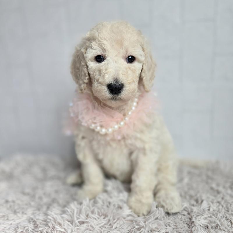 販売中の石川県のスタンダードプードル-435867の3枚目