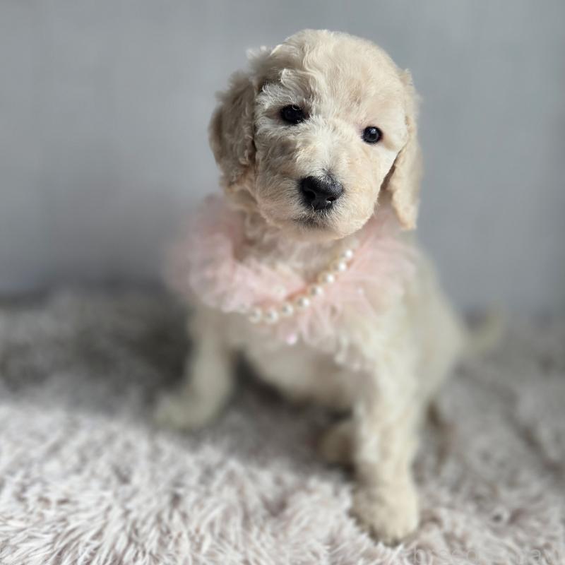 販売中の石川県のスタンダードプードル-435867の2枚目