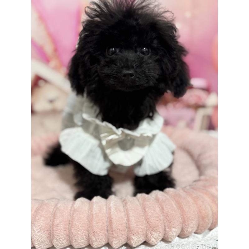 販売中の埼玉県のティーカッププードル-401319の6枚目