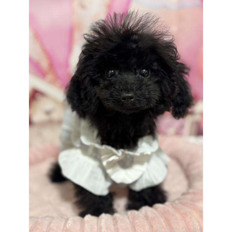 販売中の埼玉県のティーカッププードル-401319の5枚目