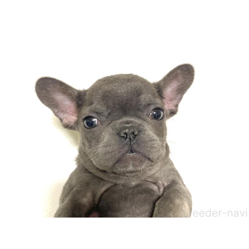 販売中の福岡県のフレンチブルドッグ-431112