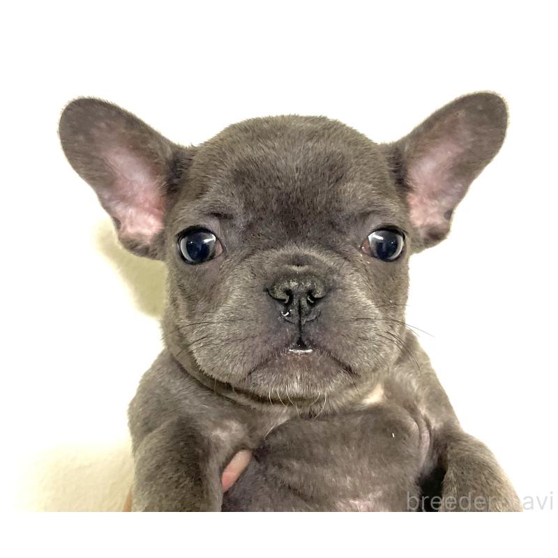 販売中の福岡県のフレンチブルドッグ-431112