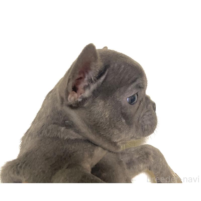 販売中の福岡県のフレンチブルドッグ-431112の6枚目