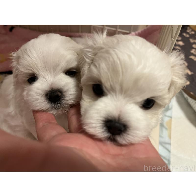 販売中の滋賀県のマルチーズ-430675の73枚目