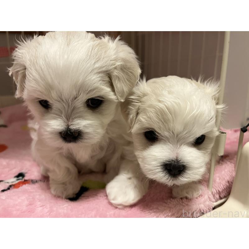 販売中の滋賀県のマルチーズ-430675の72枚目