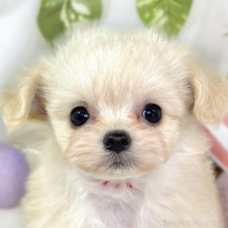 成約済ののチワプー:チワワ×トイプードル-435423