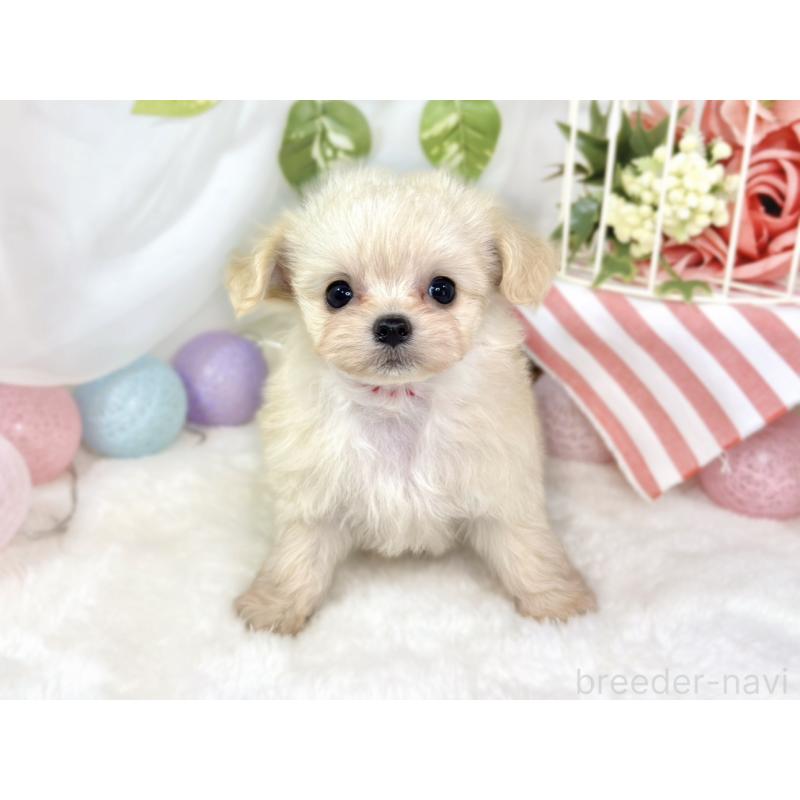 成約済の滋賀県のチワプー:チワワ×トイプードル-435423の4枚目