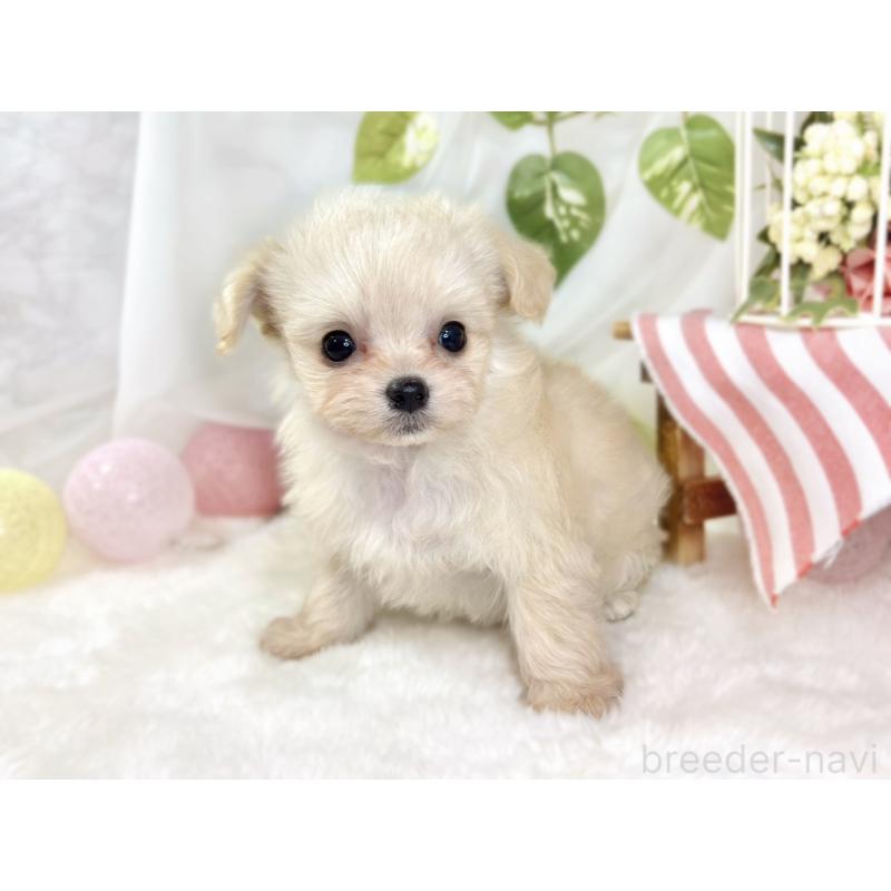 成約済の滋賀県のチワプー:チワワ×トイプードル-435423の3枚目