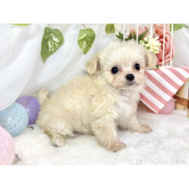 成約済の滋賀県のチワプー:チワワ×トイプードル-435423の2枚目