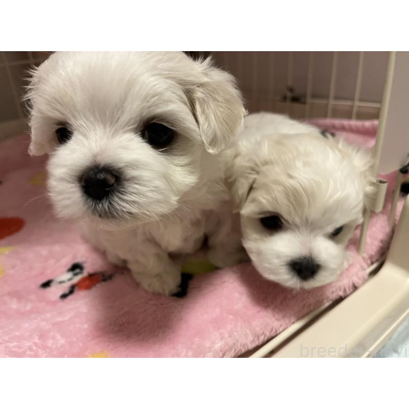 商談中の滋賀県のマルチーズ-430679の45枚目