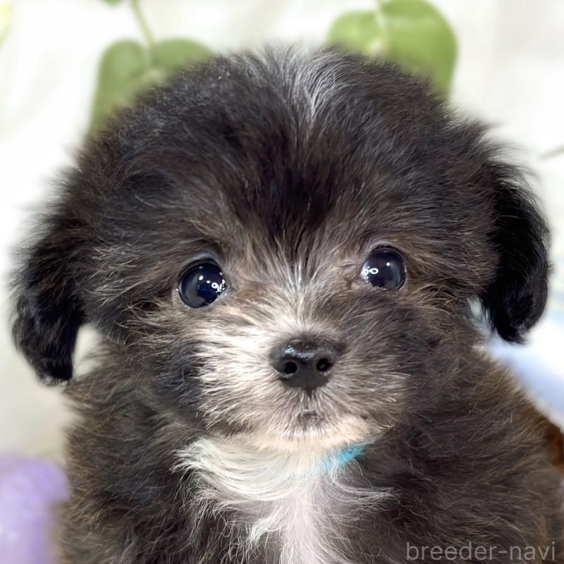 販売中の滋賀県のチワプー:チワワ×トイプードル-435424