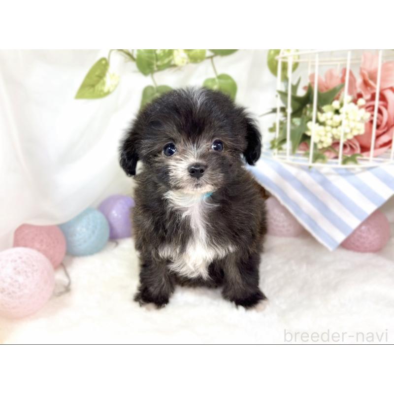 成約済の滋賀県のチワプー:チワワ×トイプードル-435424の4枚目