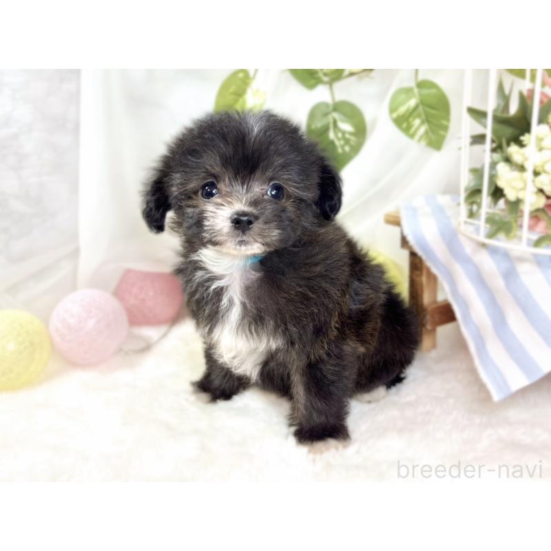 成約済の滋賀県のチワプー:チワワ×トイプードル-435424の3枚目