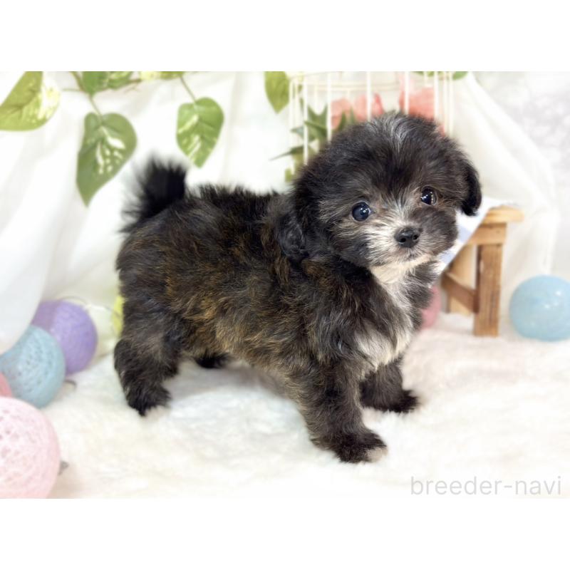 成約済の滋賀県のチワプー:チワワ×トイプードル-435424の2枚目